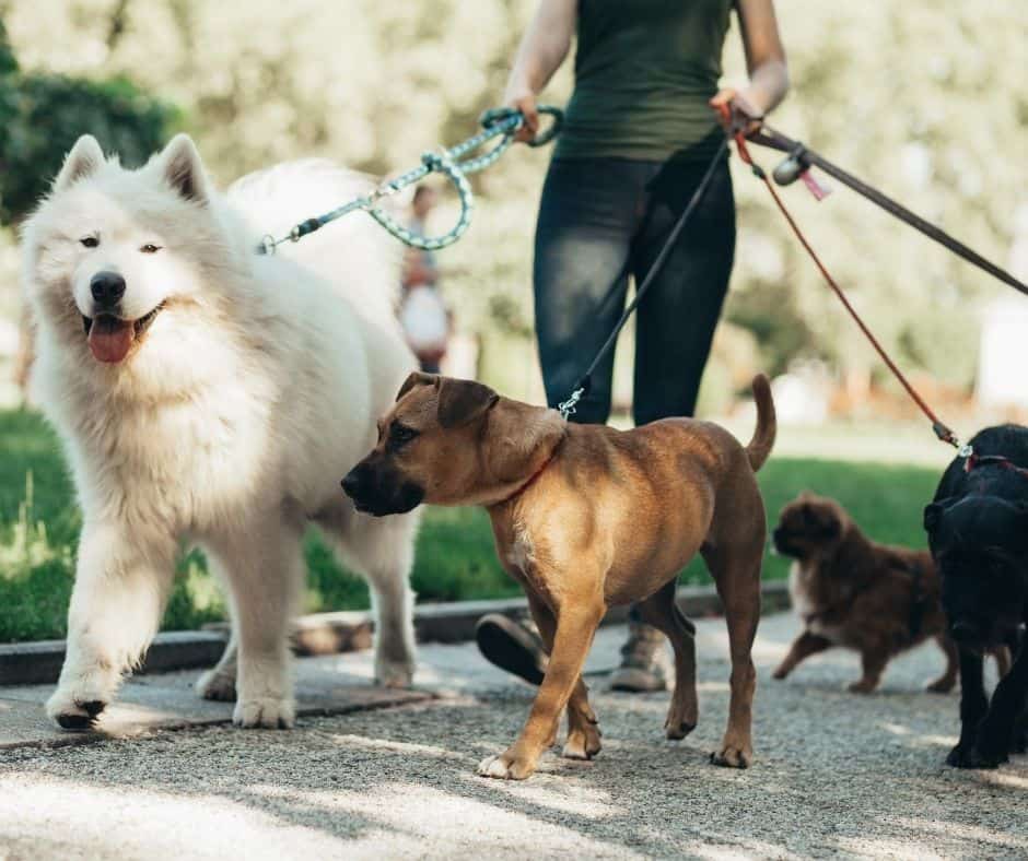 Become a dog walker to make extra money with this easy part time job.